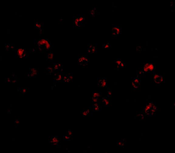 Immunocytochemistry/ Immunofluorescence: TRIM25 Antibody - BSA Free [NBP1-76825] - Immunofluorescence of TRIM25 in HeLa cells with TRIM25 antibody at 20 ug/mL.