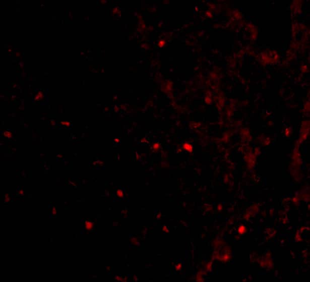 Immunocytochemistry/ Immunofluorescence: RAP80 Antibody - BSA Free [NBP1-76828] - Immunofluorescence of RAP80 in Human Spleen cells with RAP80 antibody at 20 u/mL.