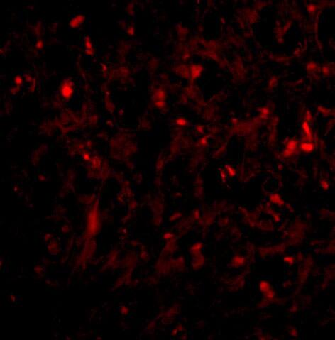 Immunocytochemistry/ Immunofluorescence: RAP80 Antibody - BSA Free [NBP1-76829] - Immunofluorescence of RAP80 in human spleen tissue with RAP80 antibody at 20 u/mL.