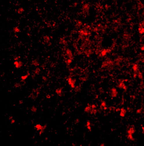 Immunocytochemistry/ Immunofluorescence: BRE Antibody - BSA Free [NBP1-76830] - Immunofluorescence of BRE in human brain tissue with BRE antibody at 20 u/mL.