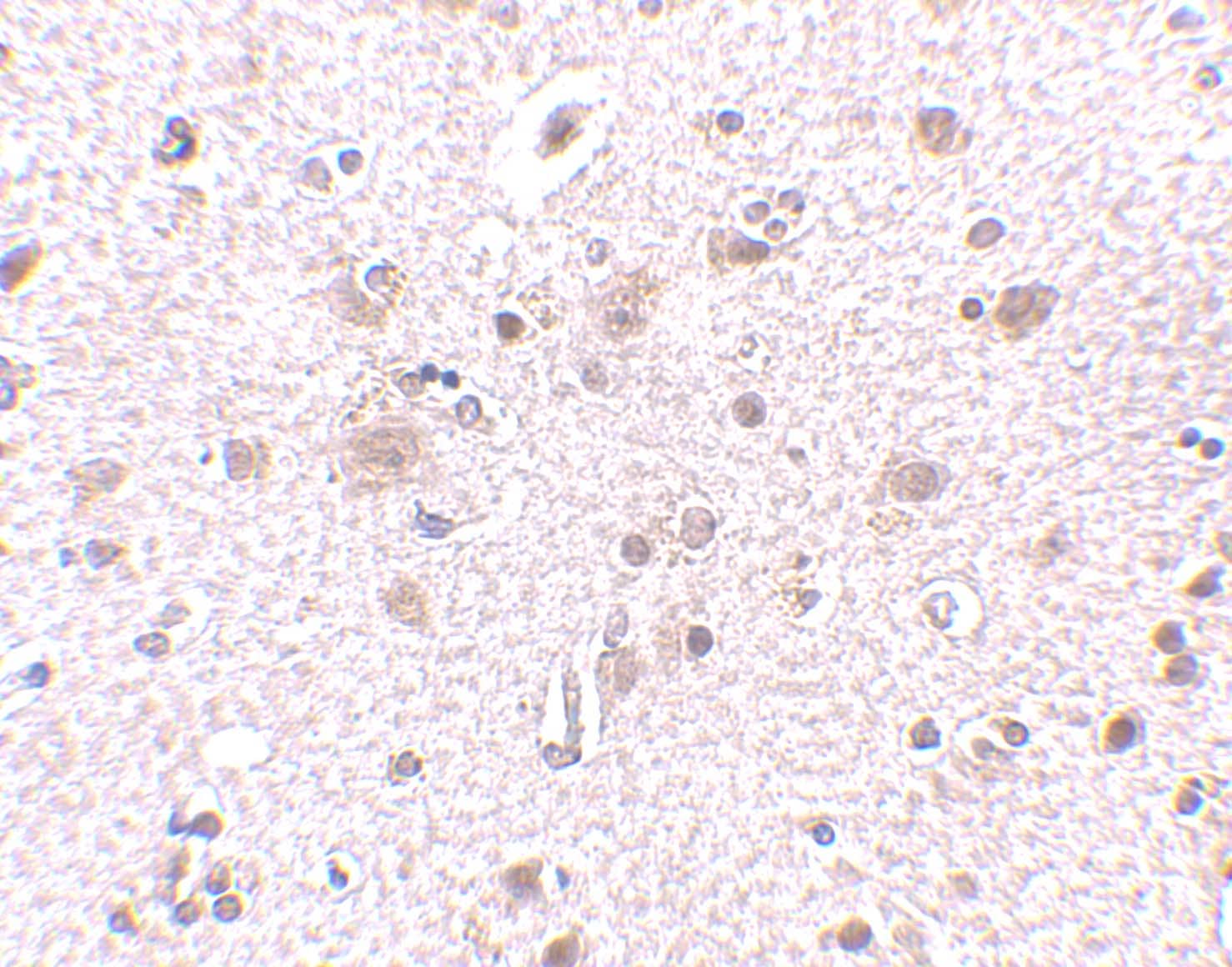 Immunohistochemistry BRE Antibody - BSA Free