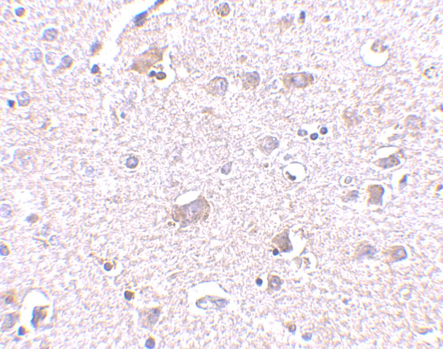 Immunohistochemistry CDNF Antibody - BSA Free