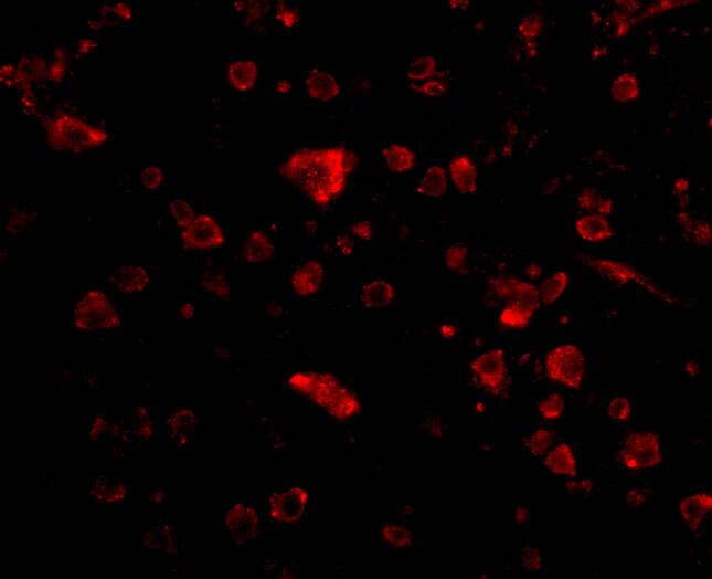 Immunocytochemistry/ Immunofluorescence: MANF Antibody - BSA Free [NBP1-76836] - Validation of MANF in Human Cervix.Immunofluorescent analysis of 4% paraformaldehyde-fixed human cervix cells labeling MANF at 20 ug/mL, followed by goat anti-rabbit IgG secondary antibody at 1/500 dilution (green) and DAPI antibody (blue).  