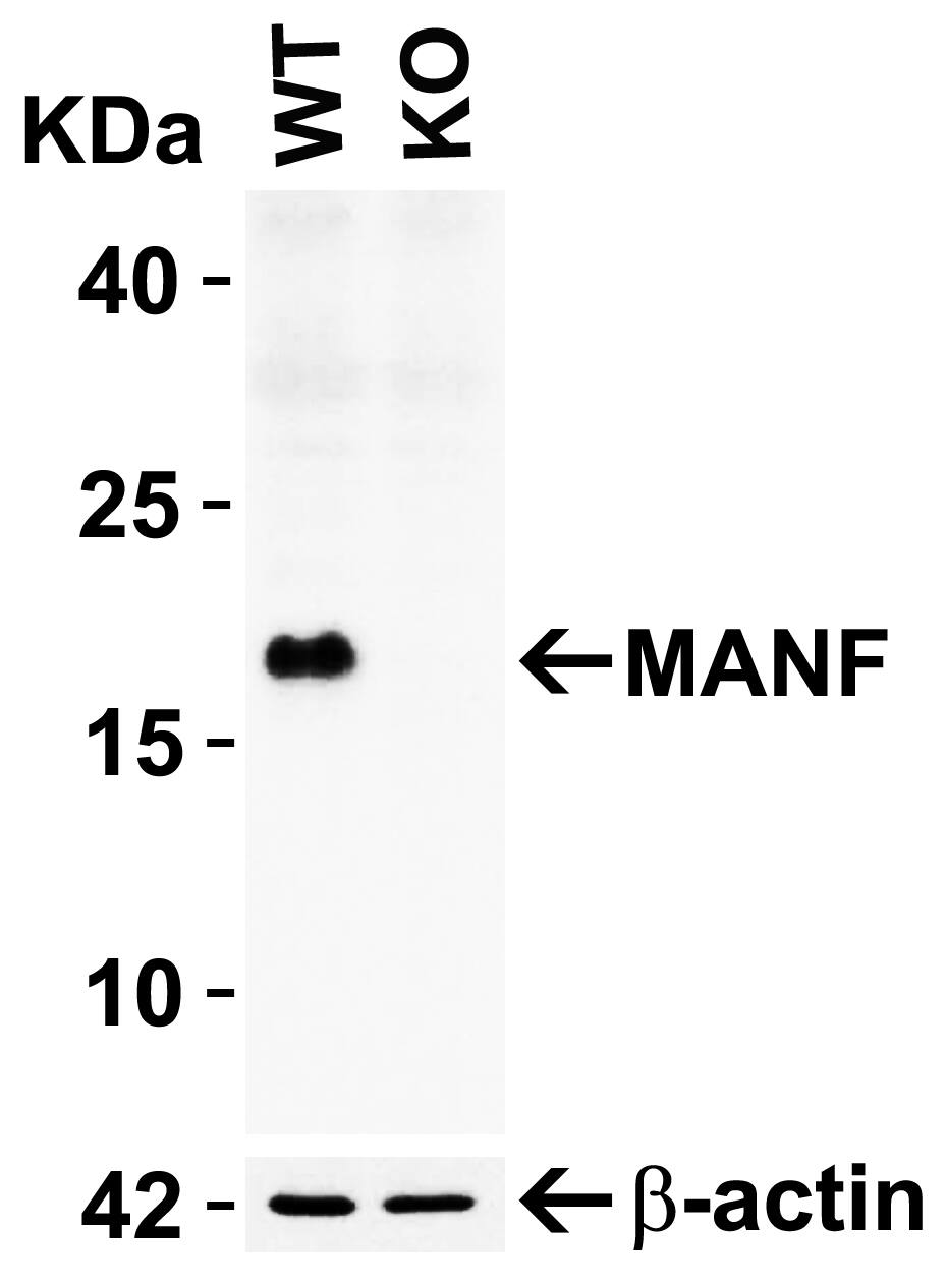 Knockout Validated: MANF Antibody - BSA Free [NBP1-76836] -  KO Validation in HEK293T Cells.Loading: 10 ug of HEK293T WT cell lysates or MANF KO cell lysates. Antibodies:  MANF  (1 ug/mL) and beta-actin (1 ug/mL), 1h incubation at RT in 5% NFDM/TBST.Secondary: Goat Anti-Rabbit IgG HRP conjugate at 1:10000 dilution.