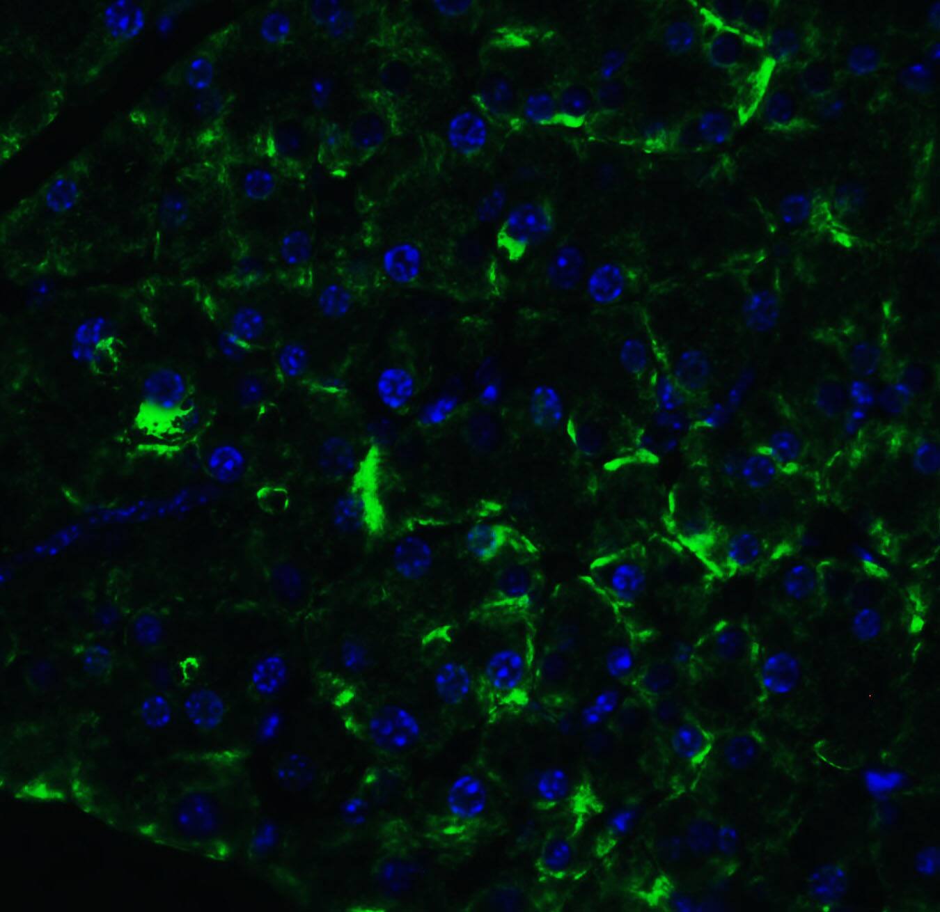 Immunocytochemistry/ Immunofluorescence: MANF Antibody - BSA Free [NBP1-76836] - Validation of MANF in Mouse Pancreas. Immunofluorescent analysis of 4% paraformaldehyde-fixed mouse pancreas cells labeling MANF at 20 ug/mL, followed by goat anti-rabbit IgG secondary antibody at 1/500 dilution (green) and DAPI antibody (blue).    