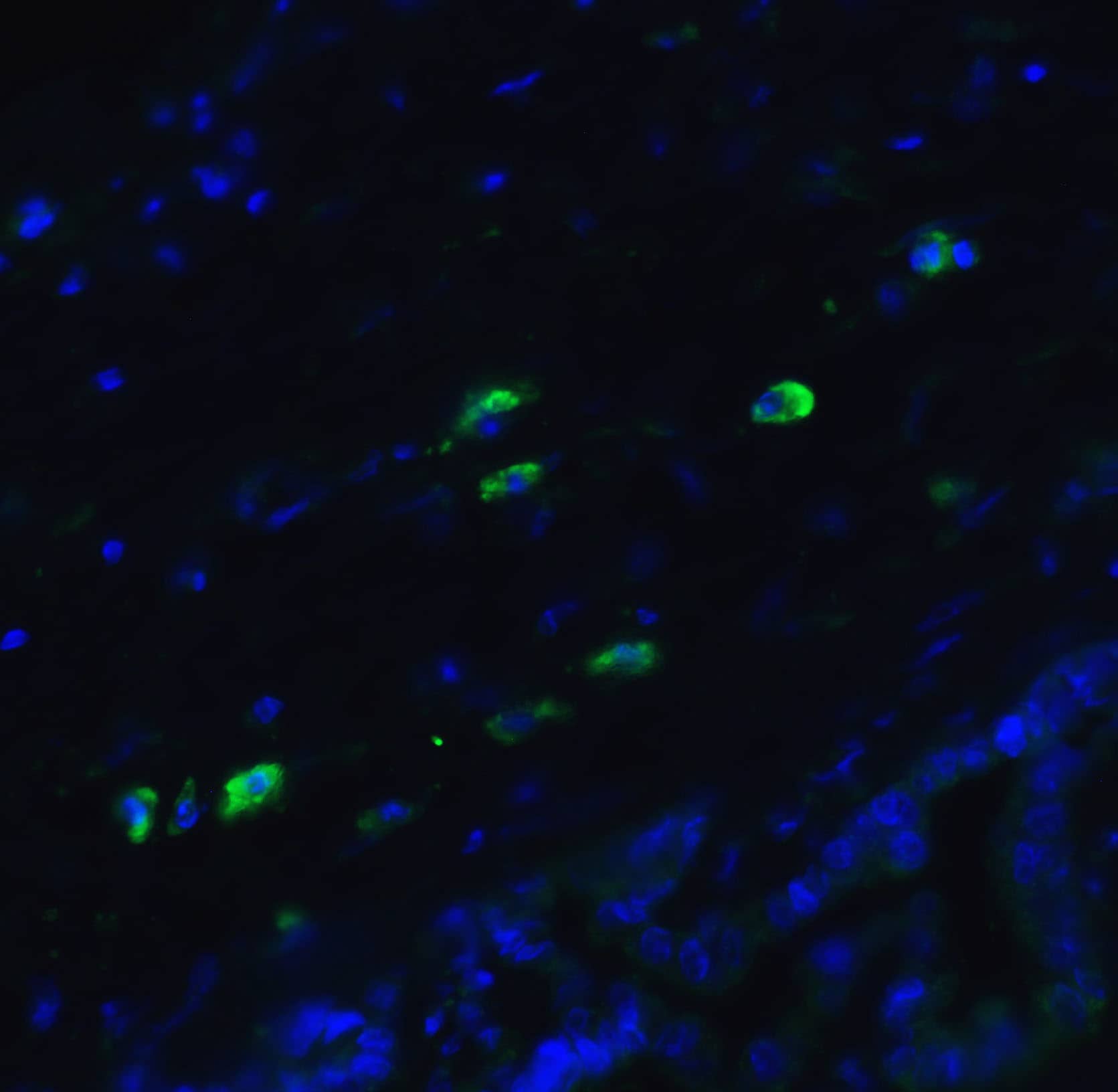 Immunocytochemistry/ Immunofluorescence: MANF Antibody - BSA Free [NBP1-76836] - Validation of MANF in Human Liver.Immunofluorescent analysis of 4% paraformaldehyde-fixed human liver cells labeling MANF at 20 ug/mL, followed by goat anti-rabbit IgG secondary antibody at 1/500 dilution (green) and DAPI antibody (blue).    