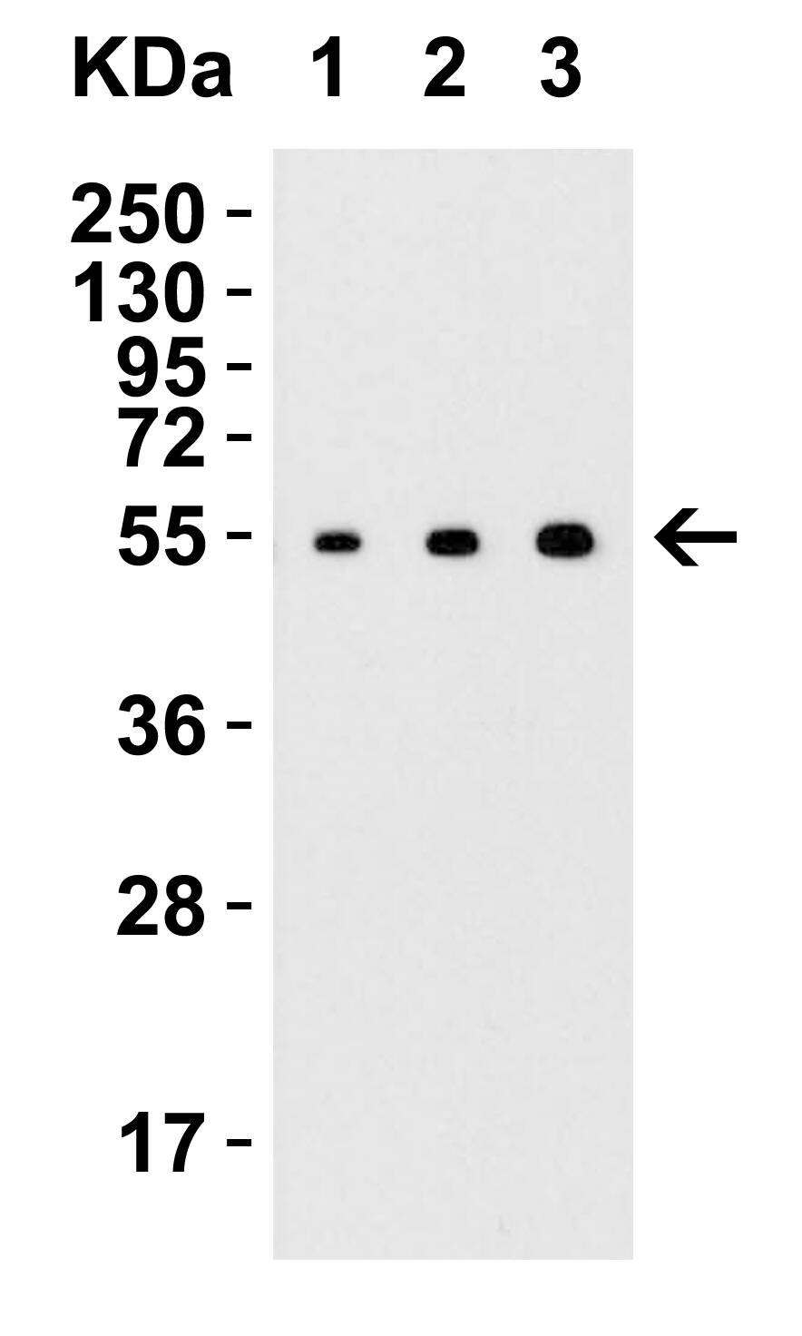 Western Blot: MANF Antibody - BSA Free [NBP1-76837] - Figure 2 Western Blot Validation with Recombinant ProteinLoading: 30 ng of human MANF recombinant protein per lane.Antibodies: MANF  (Lane 1: 0.125 u/mL, Lane 2: 0.25 u/mL and Lane 3: 0.5 u/mL), 1h incubation at RT  in 5% NFDM/TBST.Secondary: Goat anti-rabbit IgG HRP conjugate at 1:10000 dilution.Observed at around 55kD.