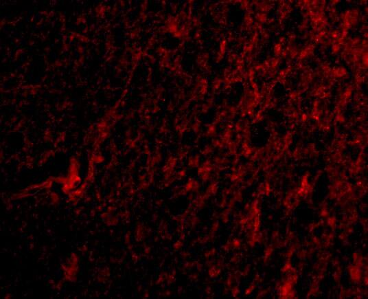 Immunocytochemistry/ Immunofluorescence: MANF Antibody - BSA Free [NBP1-76837] - Figure  5 Immunofluorescence Validation of MANF in Human Brain TissueImmunofluorescent analysis of 4% paraformaldehyde-fixed human brain tissue labeling MANF with  at 20 u /mL, followed by goat anti-rabbit IgG secondary antibody at 1/500 dilution (red).  