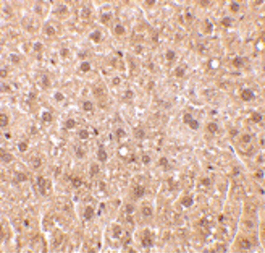 Immunohistochemistry: RYBP/DEDAF Antibody - BSA Free [NBP1-76842] - Immunohistochemistry of RYBP/DEDAF in mouse liver tissue with RYBP/DEDAF antibody at 10 u/mL.