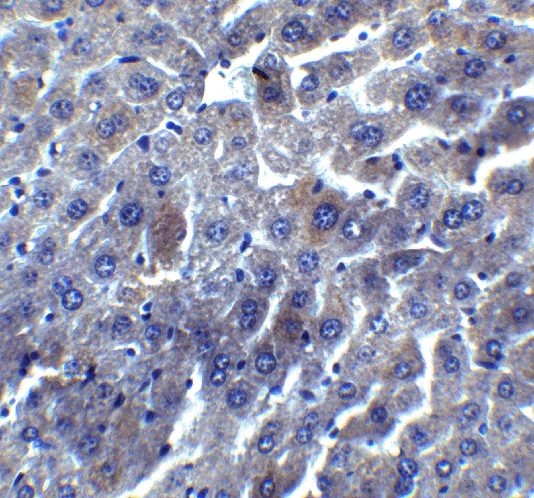 Immunohistochemistry: RYBP/DEDAF Antibody - BSA Free [NBP1-76842] - Immunohistochemistry of RYBP/DEDAF in mouse liver tissue with RYBP/DEDAF antibody at 5 u/mL.