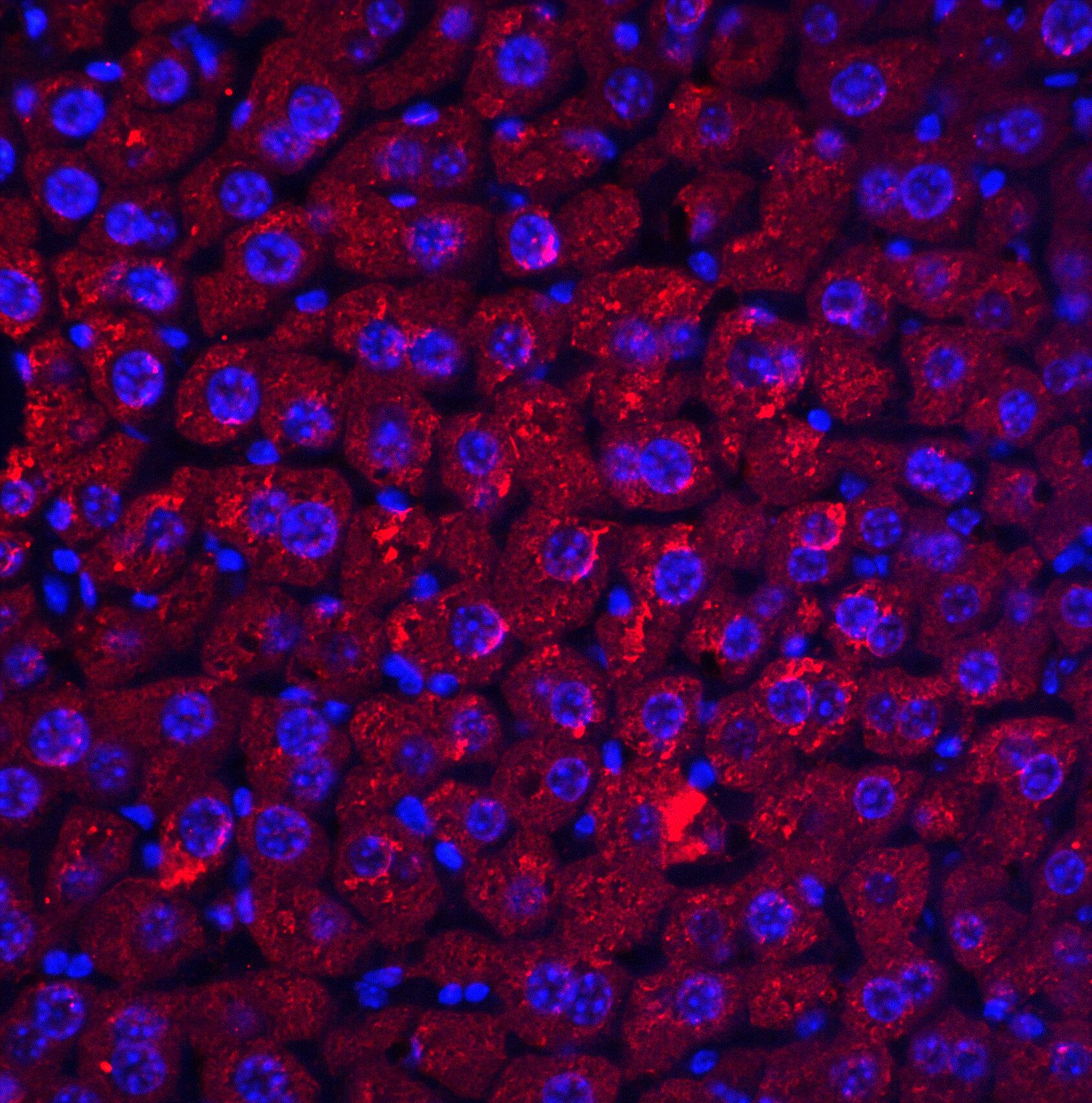 Immunocytochemistry/ Immunofluorescence: RYBP/DEDAF Antibody - BSA Free [NBP1-76842] - Immunofluorescence of RYBP/DEDAF in mouse liver tissue with RYBP/DEDAF antibody at 20 u/ml.