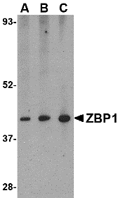 Western Blot: ZBP1/DLM-1/DAI Antibody - BSA Free [NBP1-76854] - Western blot analysis of ZBP1/DLM-1/DAI in mouse small intestine tissue lysate with ZBP1/DLM-1/DAI antibody at (A) 0.5, (B) 1 and (C) 2 u/mL.