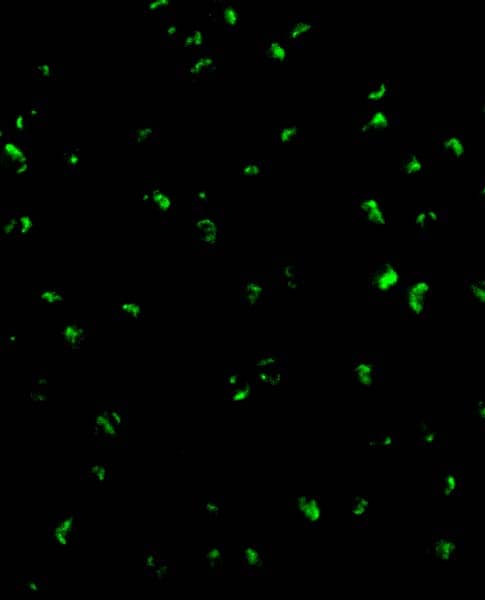 Immunocytochemistry/ Immunofluorescence Acinus Antibody - BSA Free