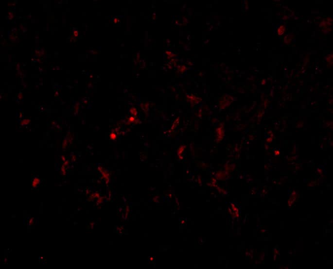 Immunocytochemistry/ Immunofluorescence: Glutathione S-Transferase pi 1/GSTP1 Antibody - BSA Free [NBP1-76857] - Immunofluorescence of Glutathione S-Transferase pi 1/GSTP1 in Human Lung cells with Glutathione S-Transferase pi 1/GSTP1 antibody at 20 ug/mL.