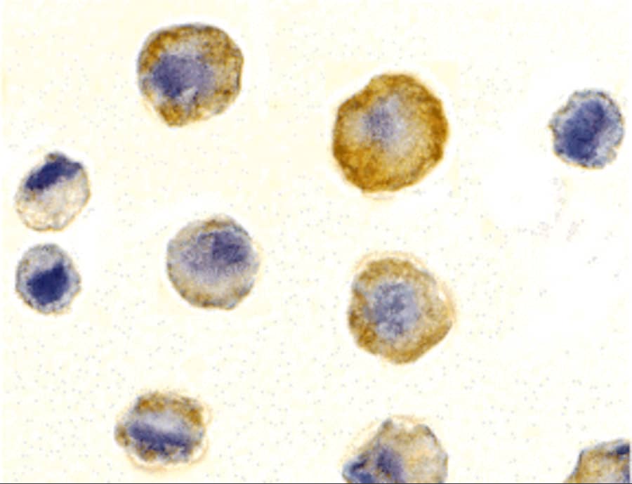 Immunocytochemistry/ Immunofluorescence: TRAILR3/TNFRSF10C Antibody - BSA Free [NBP1-76881] - Immunocytochemistry of TRAILR3/TNFRSF10C in HeLa cells with TRAILR3/TNFRSF10C antibody at 10 u/mL.