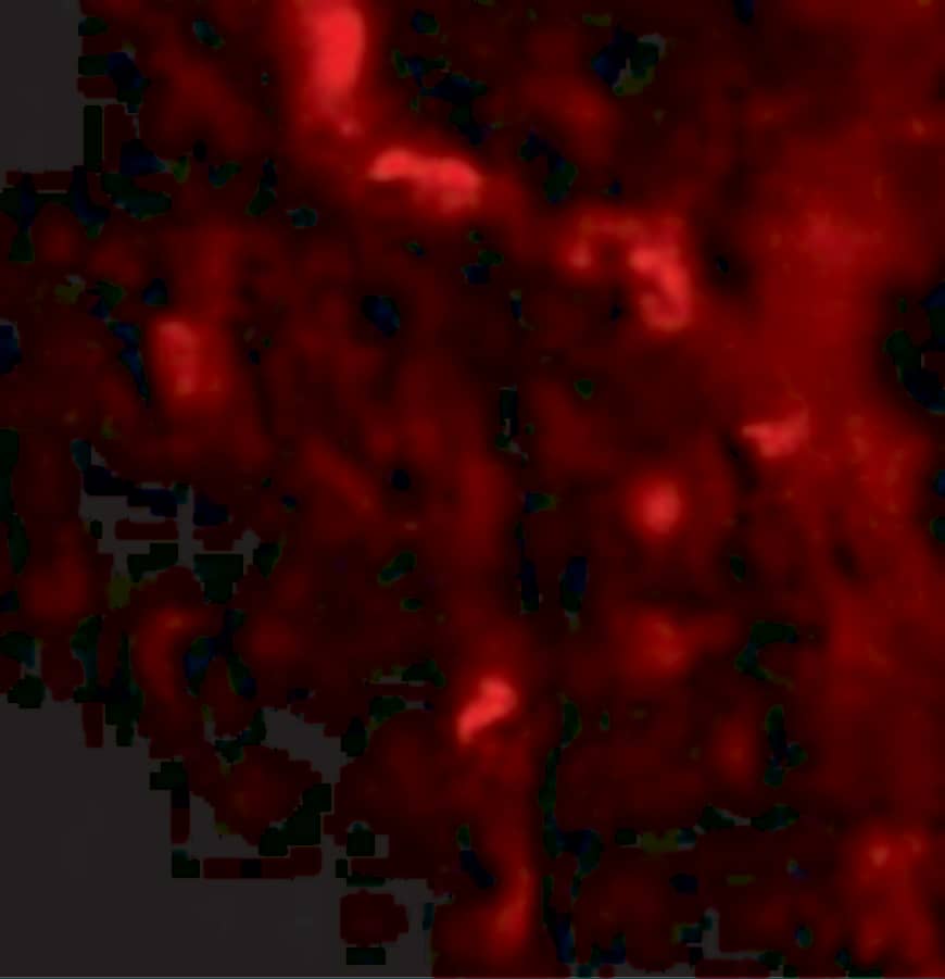 Immunocytochemistry/ Immunofluorescence IRGM Antibody - BSA Free