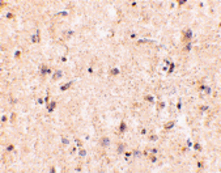 Immunohistochemistry IRGM Antibody - BSA Free