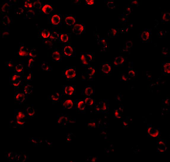 Immunocytochemistry/ Immunofluorescence: SODD/BAG4 Antibody - BSA Free [NBP1-76897] - Immunofluorescence of SODD/BAG4 in Hela cells with SODD/BAG4 antibody at 20 u/mL.