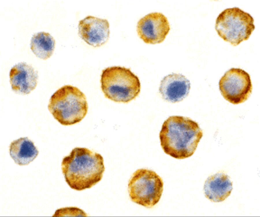 Immunocytochemistry/ Immunofluorescence: SODD/BAG4 Antibody - BSA Free [NBP1-76897] - Immunocytochemistry of SODD/BAG4 in HeLa cells with SODD/BAG4 antibody at 5 u/mL.