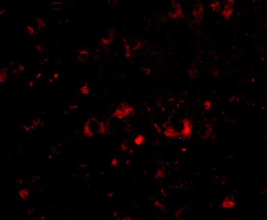 Immunocytochemistry/ Immunofluorescence: Neuronal Pentraxin 2 Antibody - BSA Free [NBP1-76899] - Validation of Neuronal Pentraxin 2 in Human Brain Tissue.Immunofluorescent analysis of 4% paraformaldehyde-fixed human brain tissue labeling Neuronal Pentraxin 2  at 20 ug/mL, followed by goat anti-rabbit IgG secondary antibody at 1/500 dilution (red).  