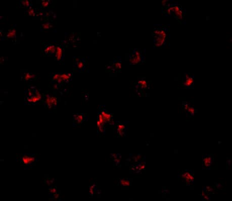 Immunocytochemistry/ Immunofluorescence GRTP1 Antibody - BSA Free