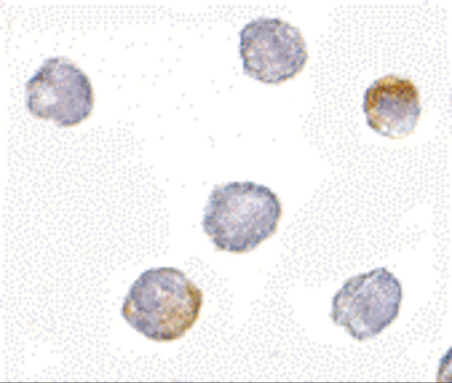 Immunocytochemistry/ Immunofluorescence GRTP1 Antibody - BSA Free