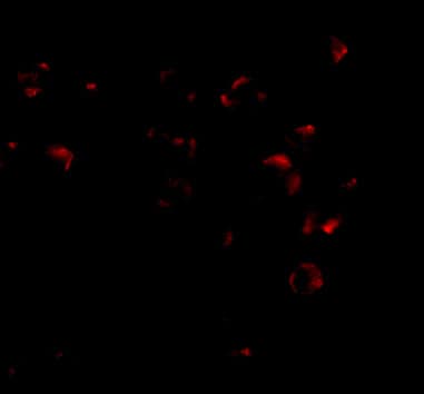 Immunocytochemistry/ Immunofluorescence VPS53 Antibody - BSA Free