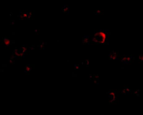 Immunocytochemistry/ Immunofluorescence EVER2 Antibody - BSA Free