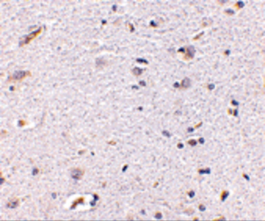 Immunohistochemistry: Syntaphilin Antibody - BSA Free [NBP1-76908] - Immunohistochemistry of Syntaphilin in human brain with Syntaphilin antibody at 5 ug/mL.