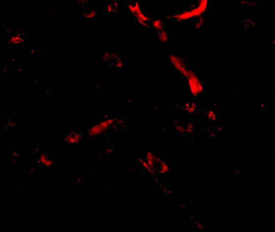 Immunocytochemistry/ Immunofluorescence: Syntaphilin Antibody - BSA Free [NBP1-76908] - Immunofluorescence of Syntaphilin in Human Brain cells with Syntaphilin antibody at 20 ug/mL.