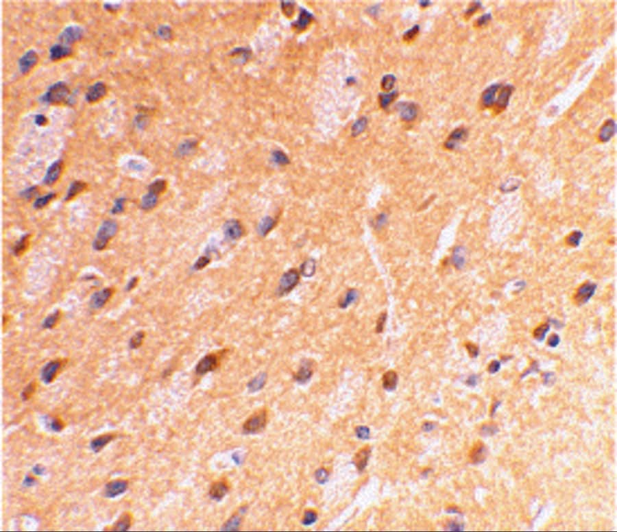 Immunohistochemistry: APP Antibody - BSA Free [NBP1-76910] - Immunohistochemical staining of rat brain using APP antibody at 2 ug/mL.