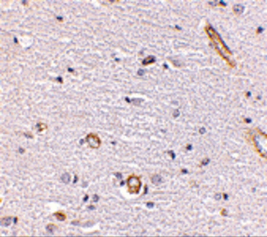 Immunohistochemistry: Syntaphilin Antibody - BSA Free [NBP1-76915] - Immunohistochemistry of Syntaphilin in human brain with Syntaphilin antibody at 5 ug/mL.