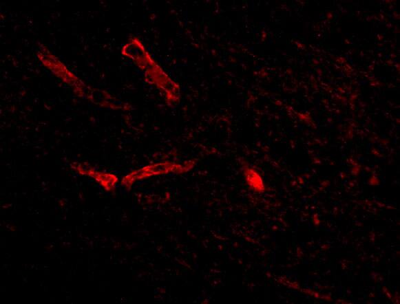 Immunocytochemistry/ Immunofluorescence: Syntaphilin Antibody - BSA Free [NBP1-76915] - Immunofluorescence of Syntaphilin in Human Brain cells with Syntaphilin antibody at 20 ug/mL.