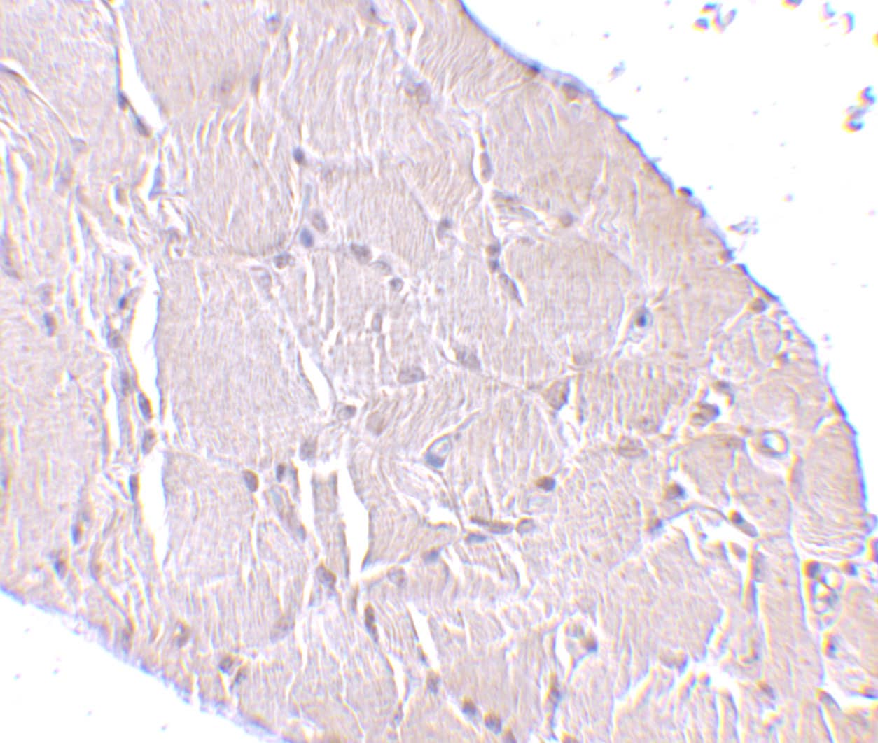 Immunohistochemistry Wnt-10a Antibody - BSA Free