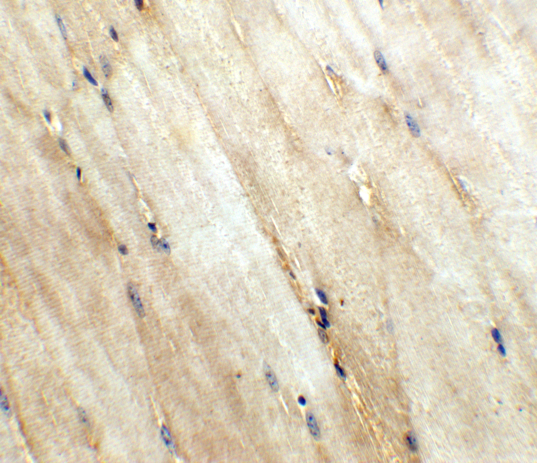 Western Blot: Wnt-10a Antibody - BSA Free [NBP1-76916] - Immunohistochemistry of Wnt-10a in mouse skeletal muscle tissue with Wnt-10a antibody at 5 ug/ml.