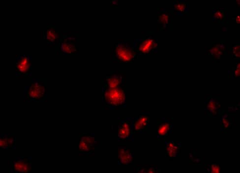 Immunocytochemistry/ Immunofluorescence Nucleoporin 107 Antibody - BSA Free