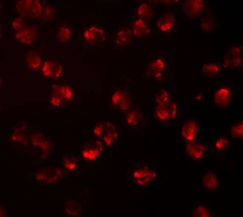 Immunocytochemistry/ Immunofluorescence: Nucleoporin 107 Antibody - BSA Free [NBP1-76927] - Immunofluorescence of Nucleoporin 107 in A549 cells with Nucleoporin 107 antibody at 10 u/mL.