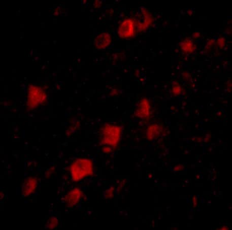 Immunocytochemistry/ Immunofluorescence POLR3F Antibody - BSA Free