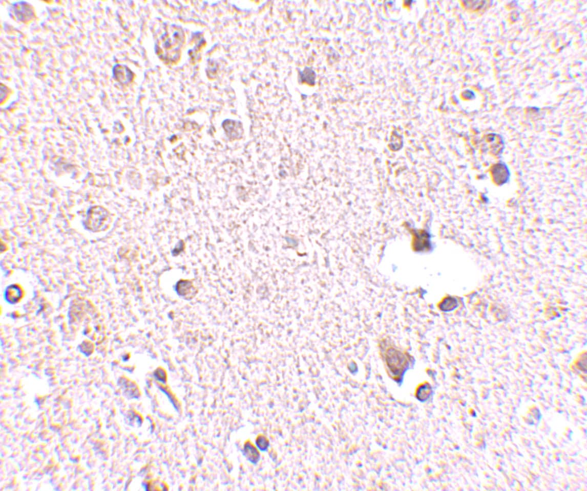 Immunohistochemistry POLR3F Antibody - BSA Free