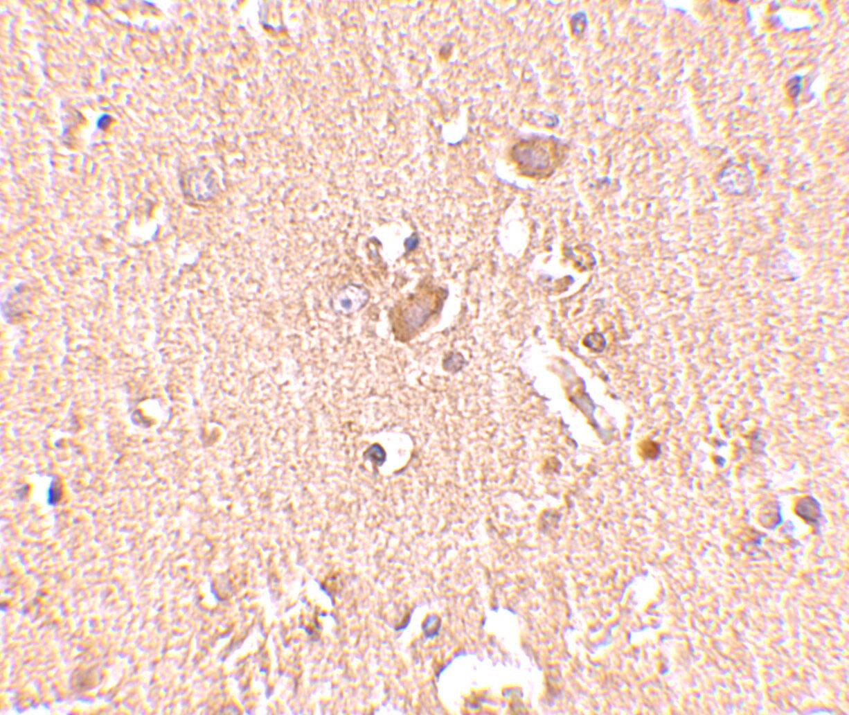 Immunohistochemistry: MED28 Antibody - BSA Free [NBP1-76931] - Immunohistochemistry of MED28 in human brain tissue with MED28 antibody at 2.5 u/mL.