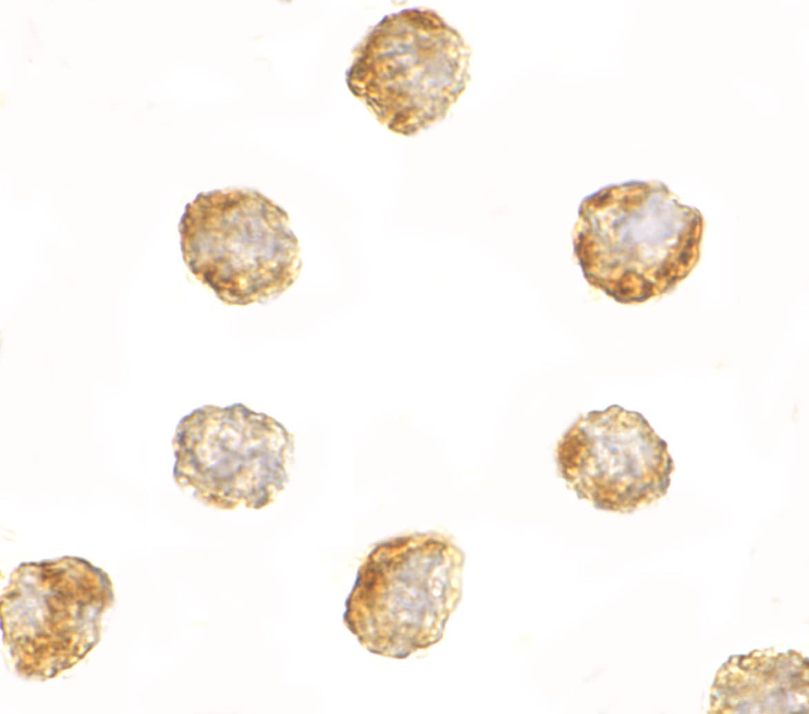 Immunocytochemistry/ Immunofluorescence: DNAL1 Antibody - BSA Free [NBP1-76932] - Immunocytochemistry of DNAL1 in 3T3 cells with DNAL1 antibody at 2.5 ug/mL.