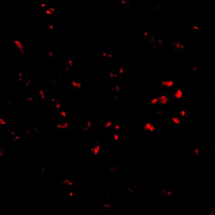 Immunocytochemistry/ Immunofluorescence: PARL Antibody - BSA Free [NBP1-76938] - Immunofluorescence of PARL in 3T3 cells with PARL antibody at 2.50 u/mL.