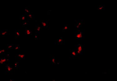 Immunocytochemistry/ Immunofluorescence: OVGP1 Antibody - BSA Free [NBP1-76939] - Immunofluorescence of OVGP1 in 293 cells with OVGP1 antibody at 2.5 u/mL.