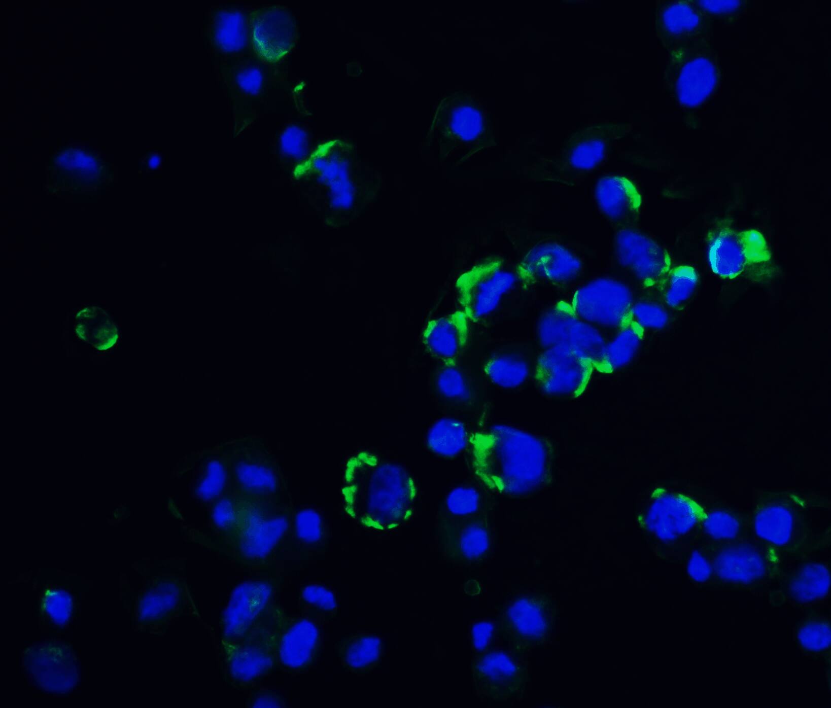 Immunocytochemistry/ Immunofluorescence: OVGP1 Antibody - BSA Free [NBP1-76939] - Immunofluorescence of OVGP1 in Hek293 cells with OVGP1 antibody at 20 u/mL.Green: OVGP1 Antibody   Blue: DAPI staining