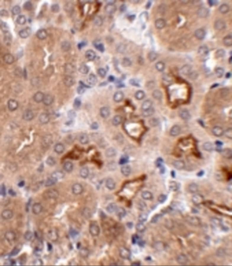Immunohistochemistry: OTUD5 Antibody - BSA Free [NBP1-76943] - Immunohistochemistry of OTUD5 in mouse kidney tissue with OTUD5 antibody at 2.5 ug/mL.
