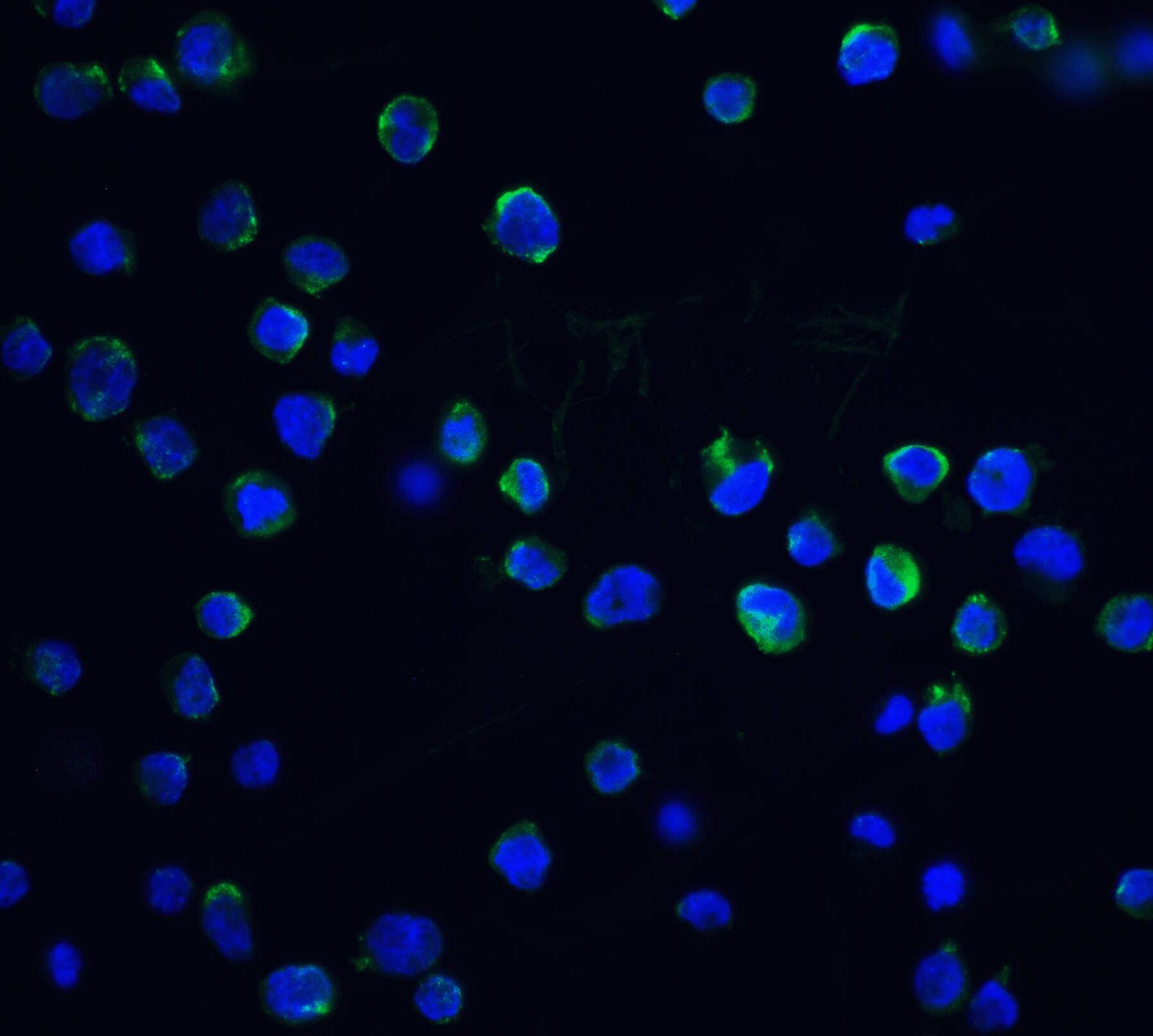 Immunocytochemistry/ Immunofluorescence: DFF40/CAD Antibody - BSA Free [NBP1-76948] - Immunofluorescence of DFF40/CAD in K562 cells with DFF40/CAD antibody at 20 u/mL.Green: DFF40/CAD Antibody   Blue: DAPI staining