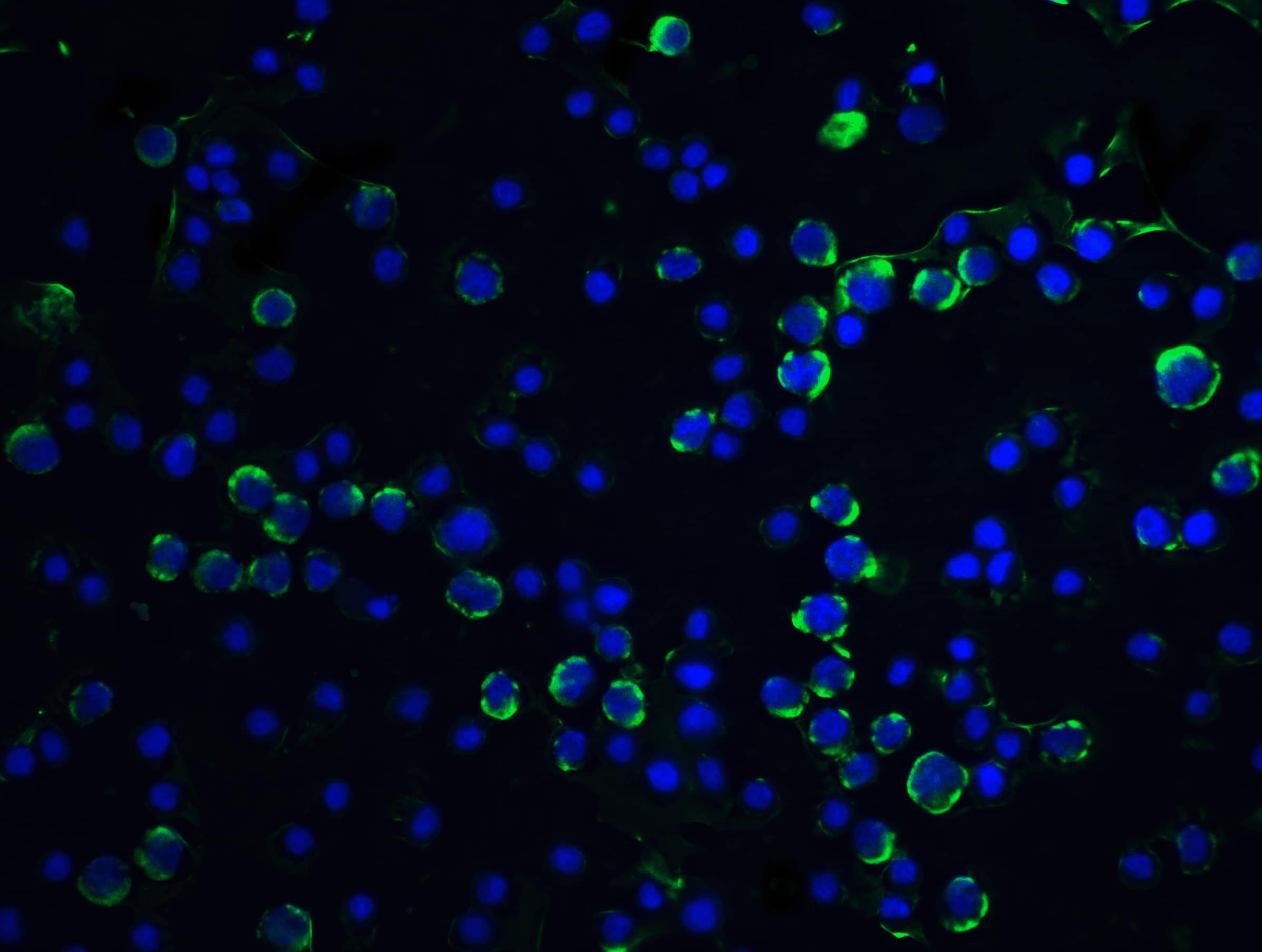 Immunocytochemistry/ Immunofluorescence: Caspase-9 Antibody - BSA Free [NBP1-76961] - Figure 5 Immunofluorescence Validation of Caspase 9 in HeLa CellsImmunofluorescent analysis of 4% paraformaldehyde-fixed HeLa cells labeling Caspase 9 with  at 5 u/mL, followed by goat anti-rabbit IgG secondary antibody at 1/500 dilution (green) and DAPI staining (blue).  