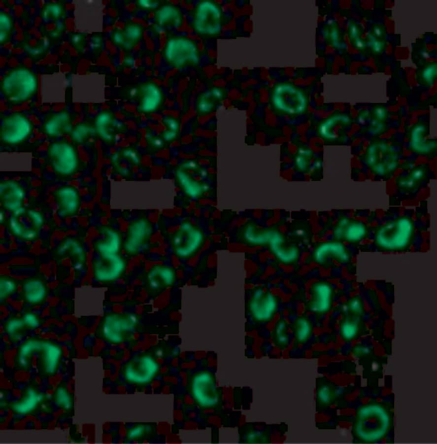 Immunocytochemistry/ Immunofluorescence: Caspase-9 Antibody - BSA Free [NBP1-76961] - Figure 4 Immunofluorescence Validation of Caspase 9 in K562 CellsImmunofluorescent analysis of 4% paraformaldehyde-fixed K562 cells labeling Caspase 9 with  at 20 u/mL, followed by goat anti-rabbit IgG secondary antibody at 1/500 dilution (green).