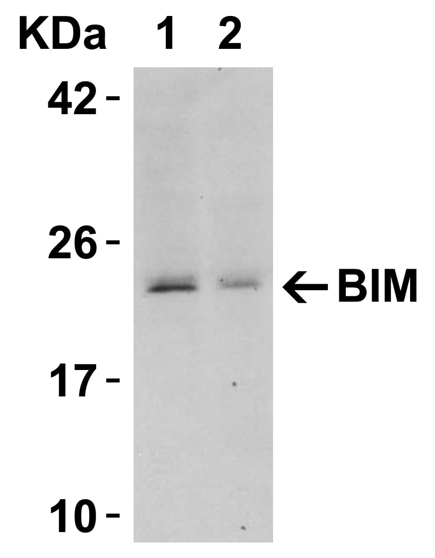 Western Blot: Bim Antibody - BSA Free [NBP1-76963] - Figure 3 Western Blot Validation in Human TissueLoading: 15 u of lysates per lane.Antibodies: BIM , (0.5 u/mL), 1h incubation at RT in 5% NFDM/TBST.Secondary: Goat anti-rabbit IgG HRP conjugate at 1:10000 dilution.Lane 1: Human thymusLane 2: Human colon