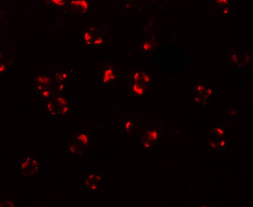 Immunocytochemistry/ Immunofluorescence: Bim Antibody - BSA Free [NBP1-76963] - Figure 6 Immunofluorescence Validation of BIM in K562 CellsImmunofluorescent analysis of 4% paraformaldehyde-fixed K562 cells labeling Bim with  at 20 u/mL, followed by goat anti-rabbit IgG secondary antibody at 1/500 dilution (red). 